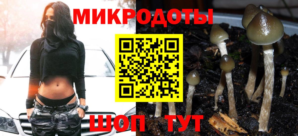 Галлюциногенные грибы Psilocybe Бутурлиновка